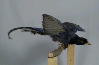 臺灣藍鵲藏品圖，第5張